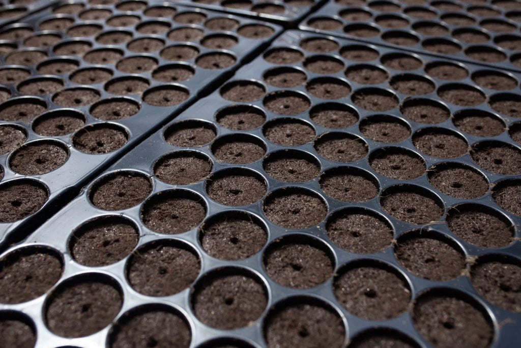 Jiffy - Preforma Plugs (72 vents / 6 sheets)