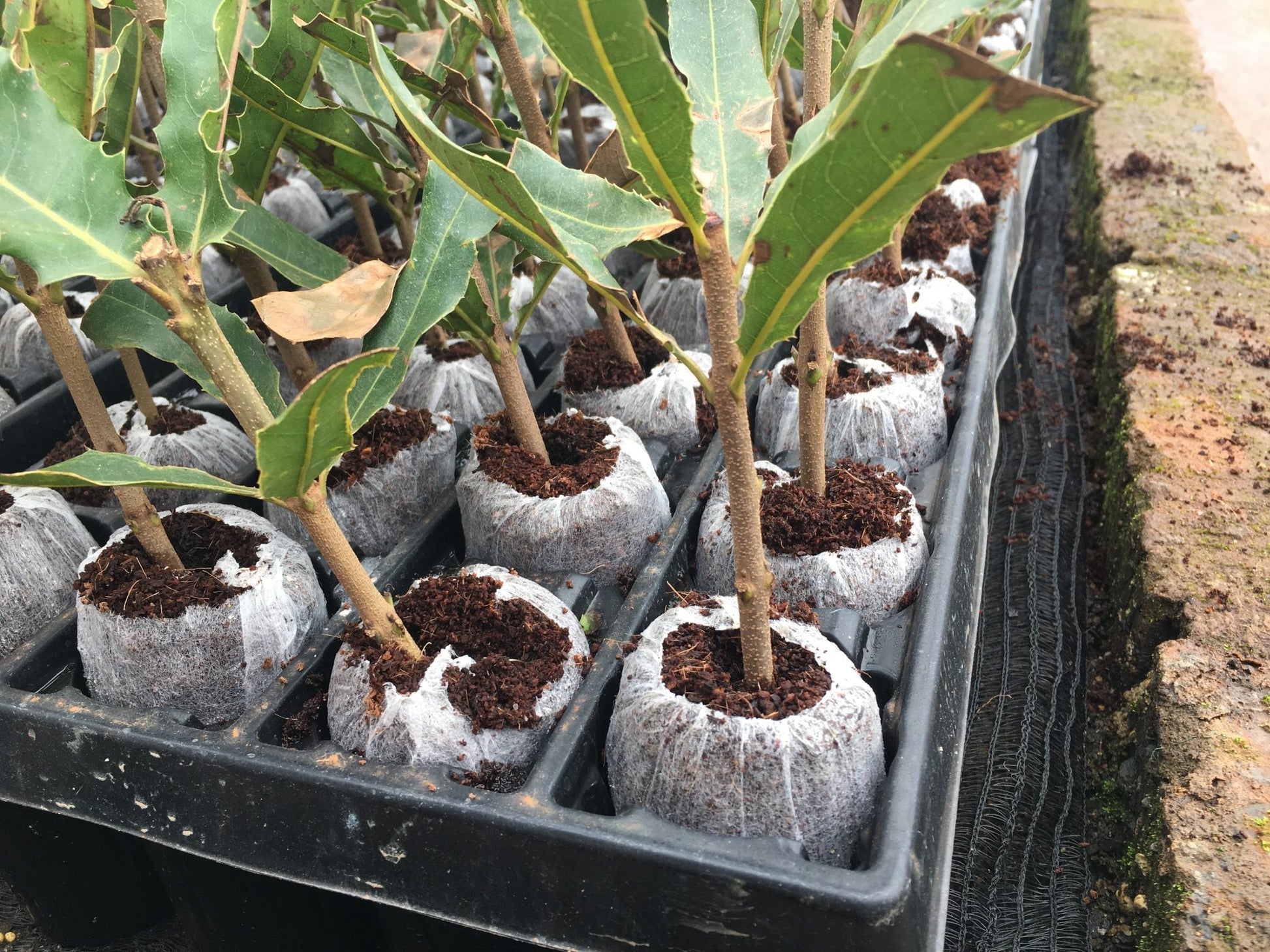 JIFFY - Peat pellet